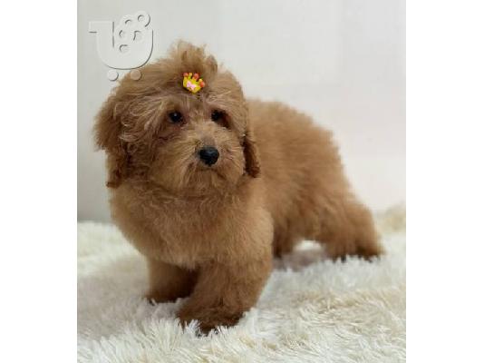 Καθαρόαιμα κουτάβια Toy Poodle από δυόμιση μηνών